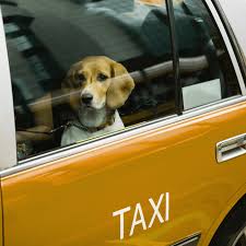viajar con mascotas en taxi almería